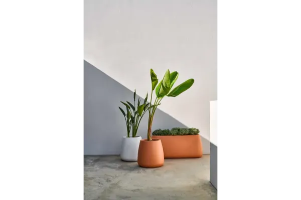 Sahara Plante - Décoration