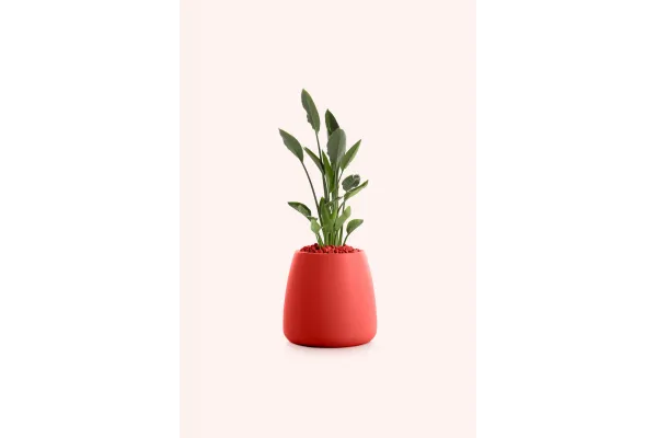 Gobi - Décoration