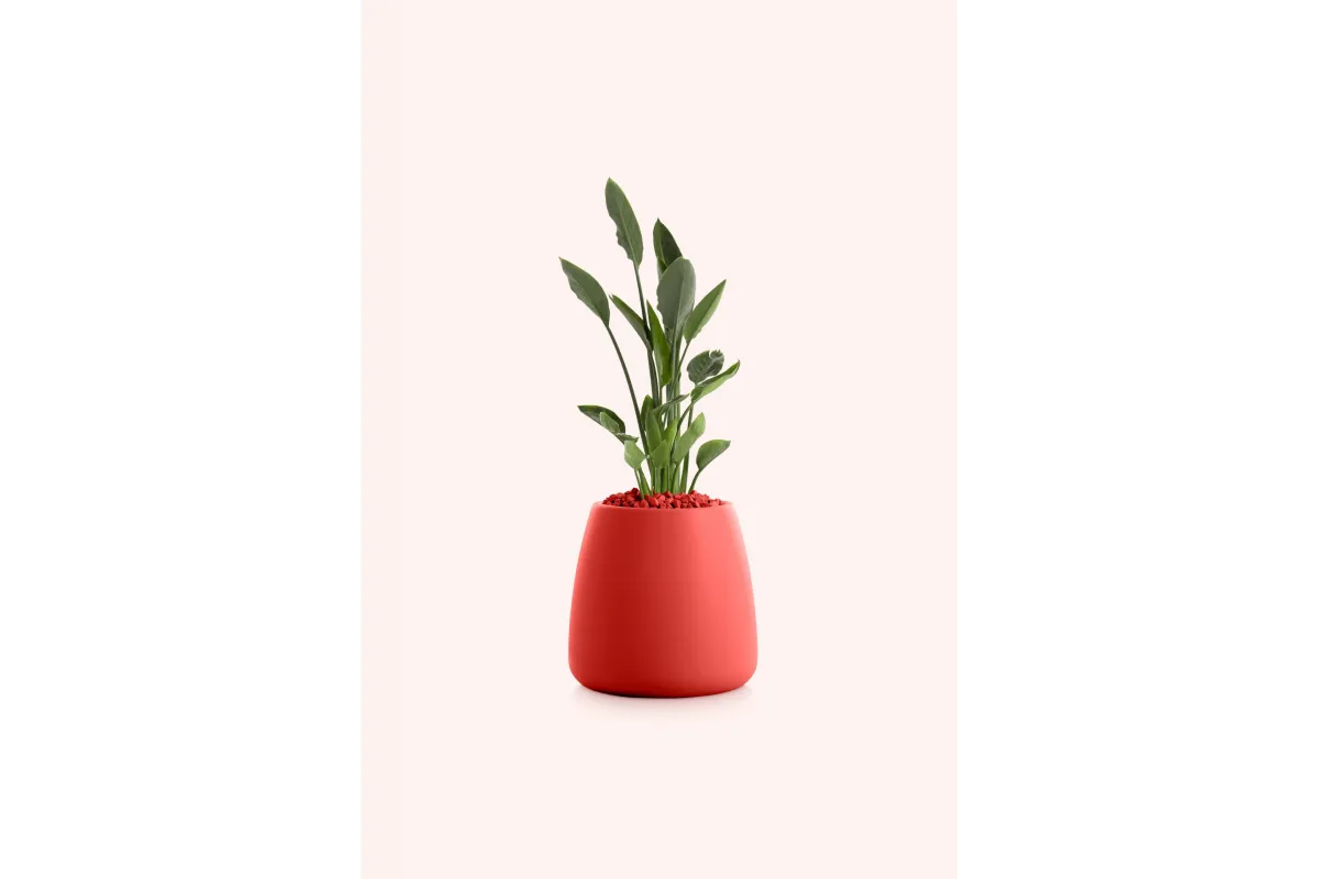Gobi - Décoration