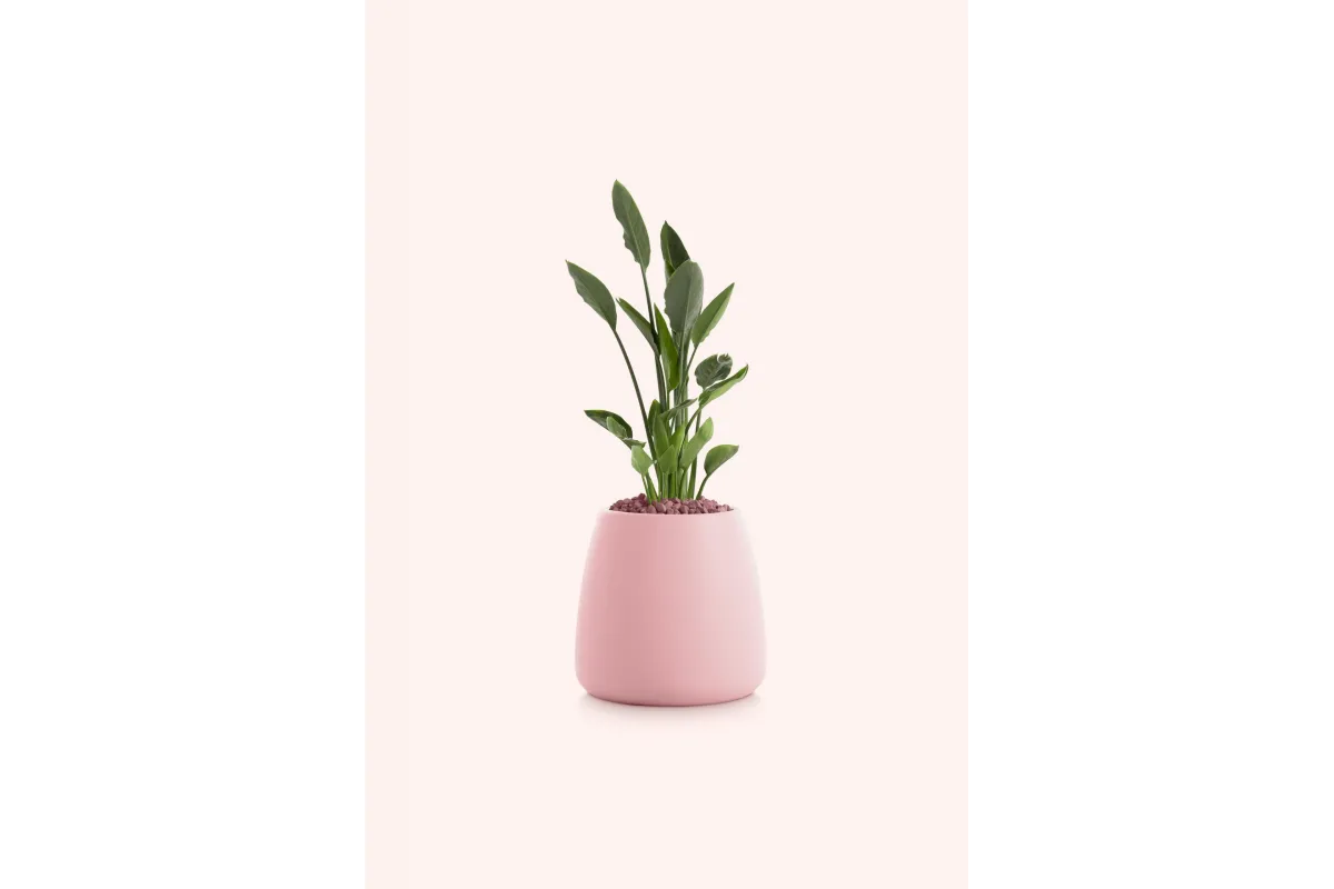 Gobi - Décoration